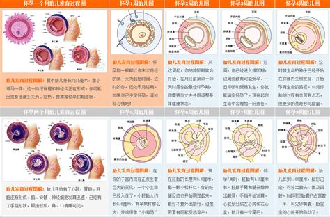 受孕圖|子宮內日記．胚胎發育常識 